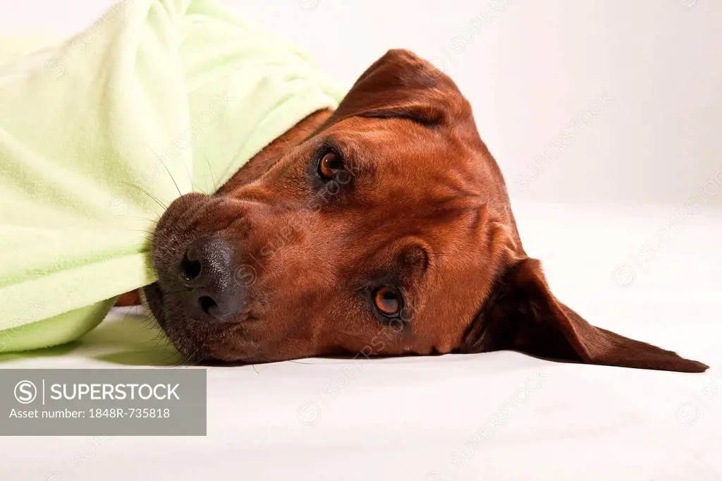 Rhodesian Ridgeback, male dog, with a blanket