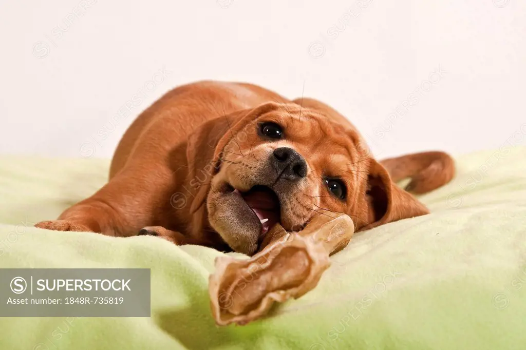 Puggle puppy chewing on a bone