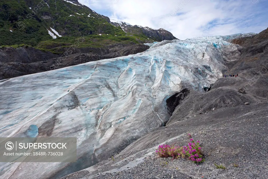 Exit Glacier belongs to the Kenai Mountains and is fed by the Harding Icefield, Kenai Peninsula, Alaska, USA