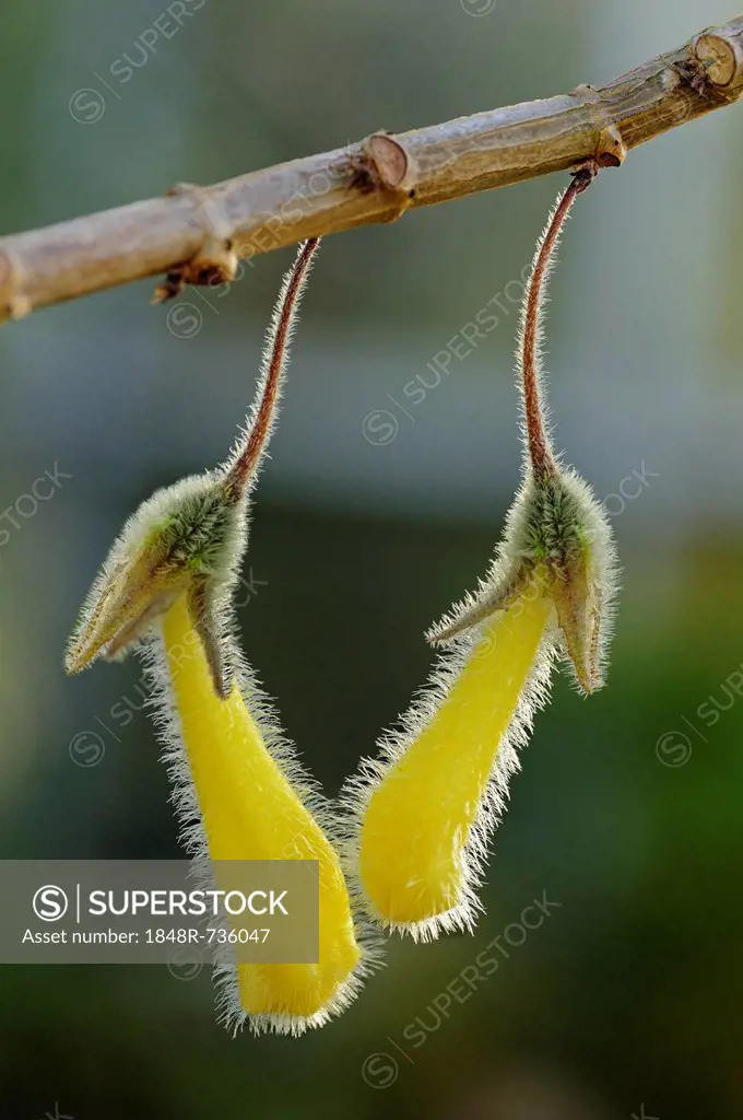 Nematanthus fluminensis, Gesneriaceae, Latin America