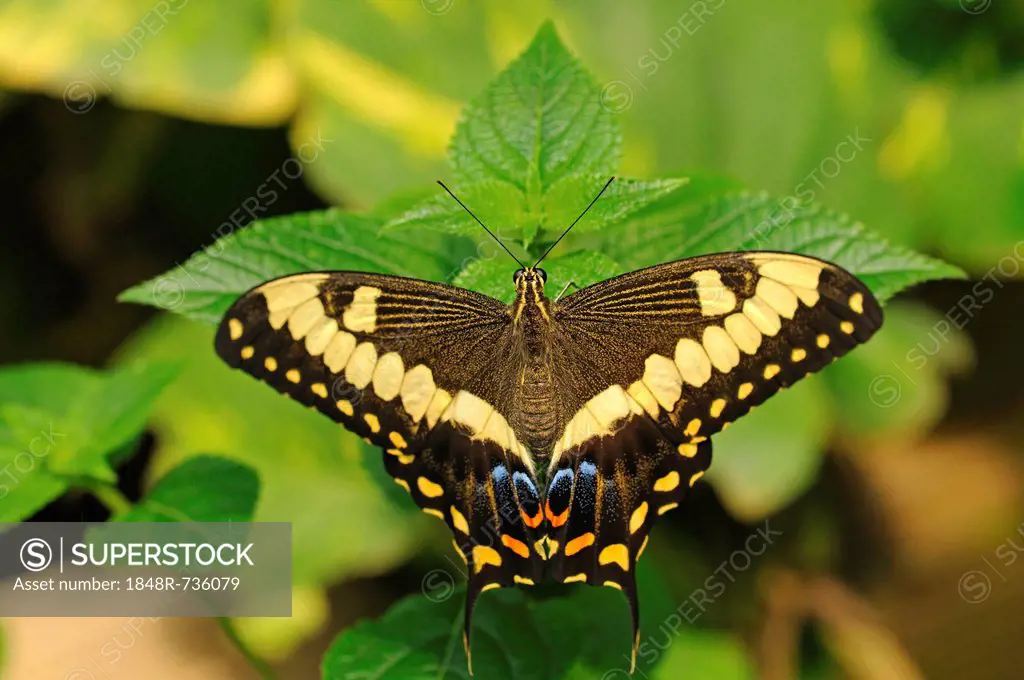 Common Lime Butterfly or Citrus Swallowtail (Papilio demoleus), tropical butterfly, Australia