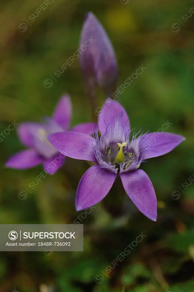 Chiltern gentian (Gentianella germanica), Untersberg, Groedig, Salzburg, Austria, Europe