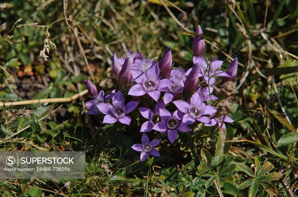 Chiltern gentian (Gentianella germanica), Untersberg, Groedig, Salzburg, Austria, Europe