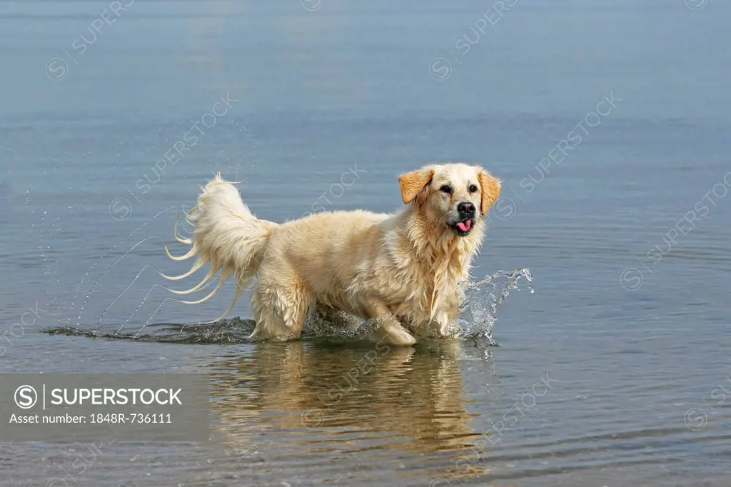 Female Golden Retriever (Canis lupus familiaris), two-year old dog walking in water