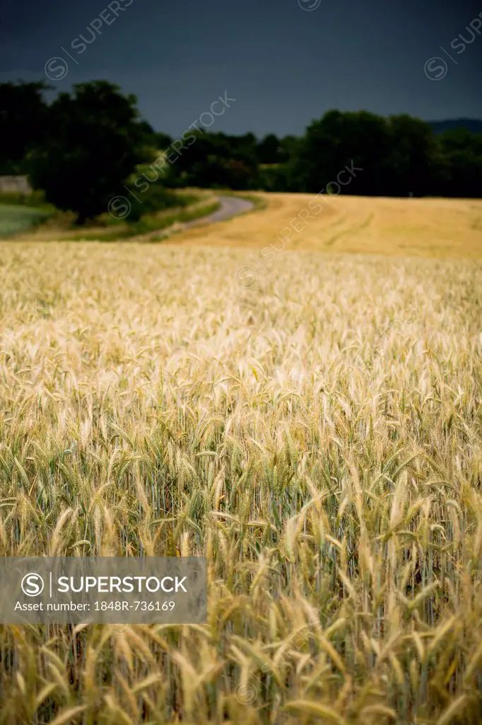 Corn field, rural landscape near Coburg, Bavaria, Germany, Europe
