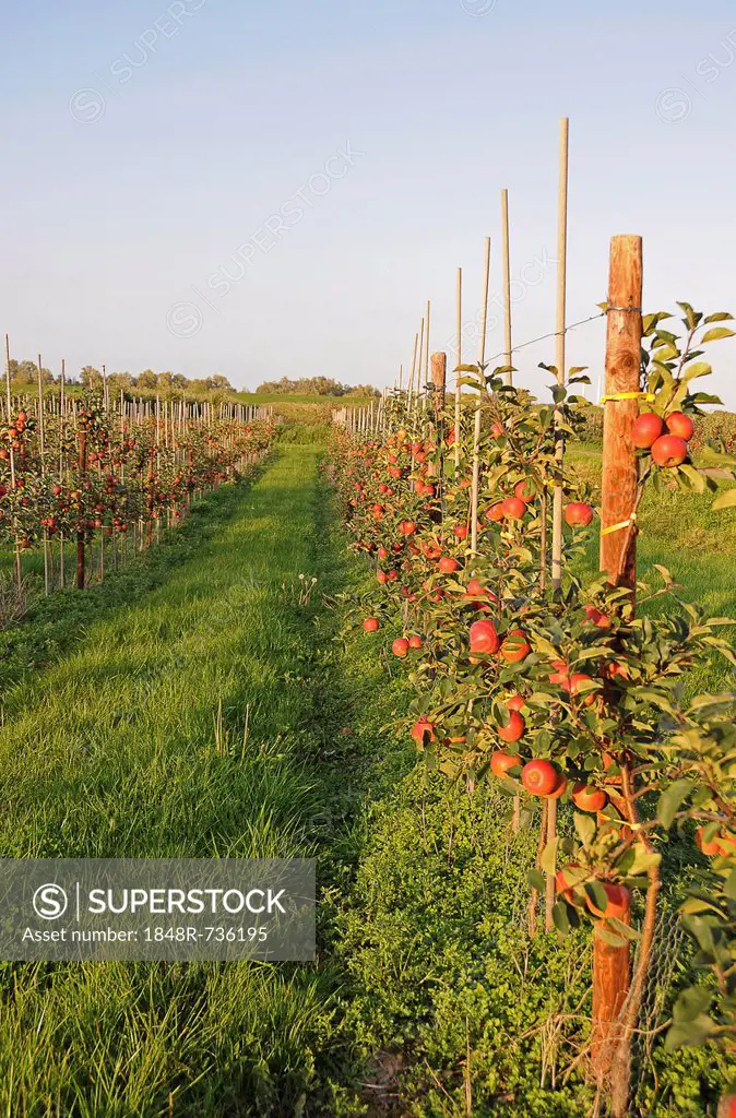 Red apples (Malus domestica) growing in an apple orchard, Altes Land region, Germany, Europe