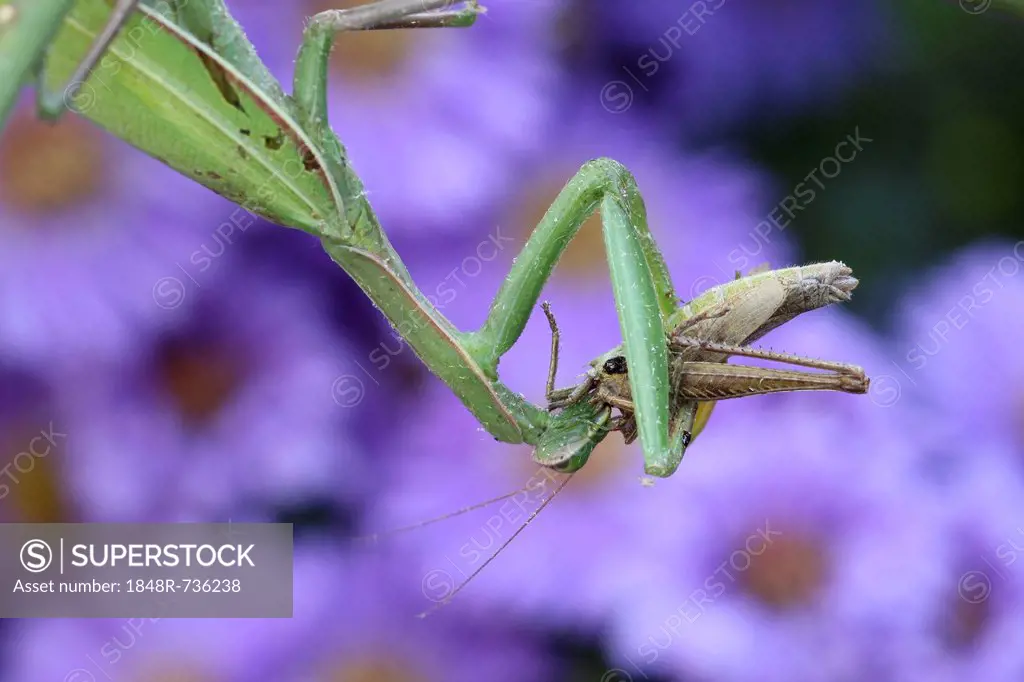 Praying mantis (Mantis religiosa) feeding on grasshopper, Hungary, Europe
