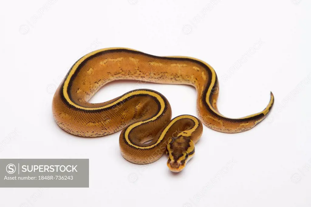 Superstripe Ball Python or Royal Python (Python regius), male