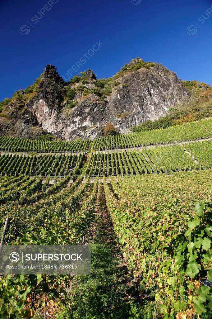 Vines, vineyards, wine-growing area on Drachenfels mountain, Siebengebirge range, Bad Honnef, North Rhine-Westphalia, Germany, Europe