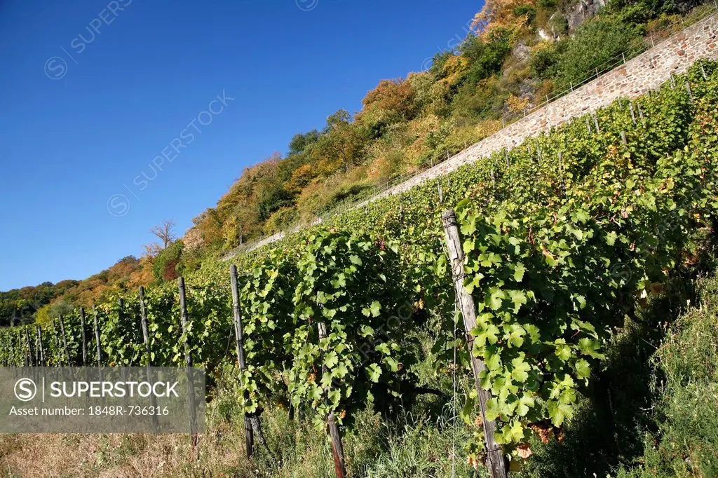 Vines, vineyards, wine-growing area on Drachenfels mountain, Siebengebirge range, Bad Honnef, North Rhine-Westphalia, Germany, Europe