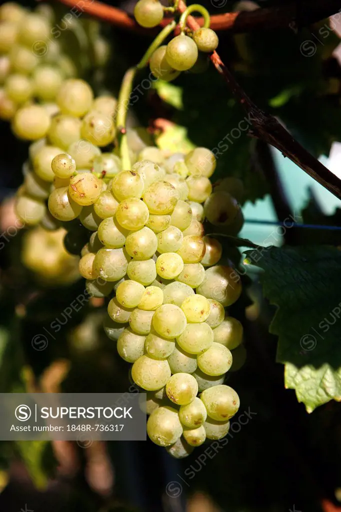 Ripened grapes, vines, vineyards, wine-growing area on Drachenfels mountain, Siebengebirge range, Bad Honnef, North Rhine-Westphalia, Germany, Europe