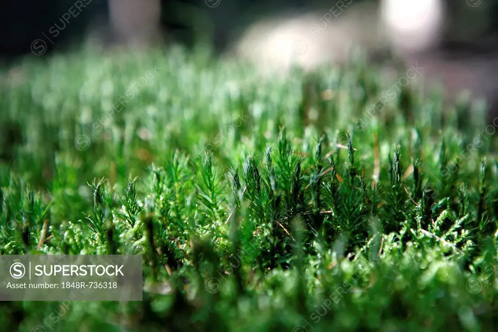 Moss in the woods, Siebengebirge range near Bad Honnef, North Rhine-Westphalia, Germany, Europe