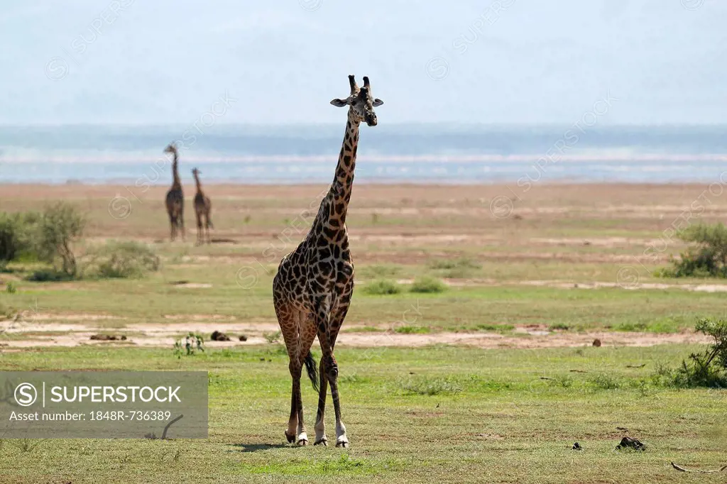 Giraffe (Giraffa camelopardalis), Lake Manyara National Park, Tanzania, Africa