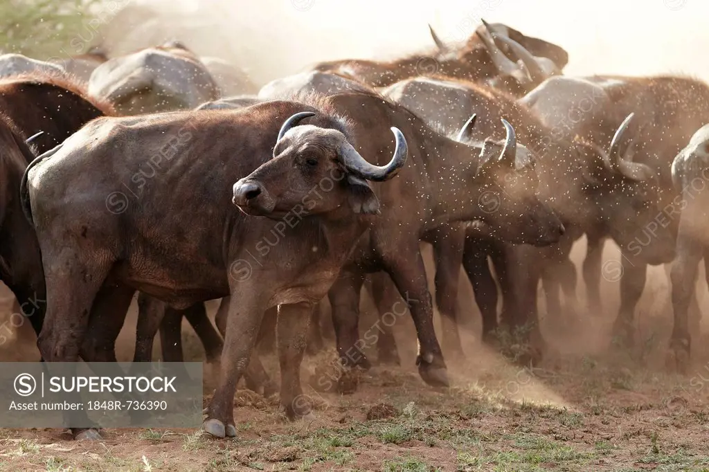 African Buffalo or Cape Buffalo (Syncerus caffer), Lake Manyara National Park, Tanzania, Africa