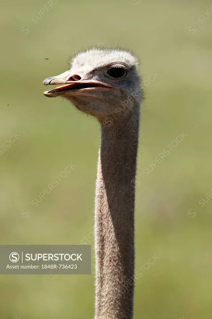 African Ostrich (Struthio camelus), portrait, Ngorongoro Crater, Ngorongoro Conservation Area, Tanzania, Africa
