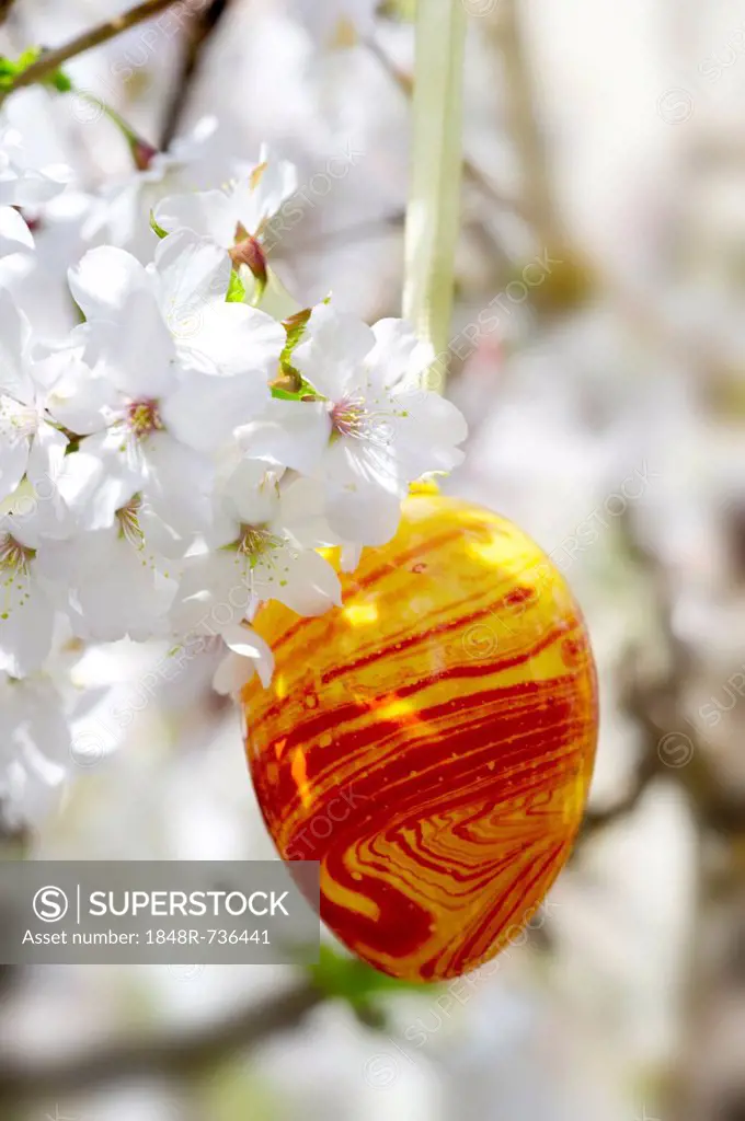 Easter egg and cherry blossoms
