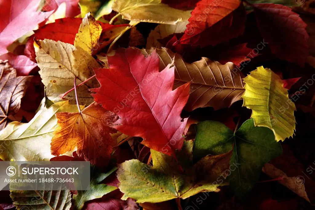 Autumn-coloured leaves of various deciduous trees