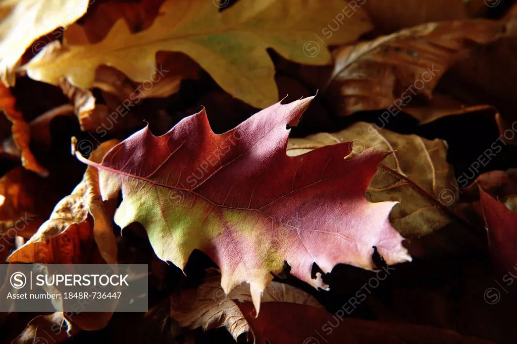Dry autumn leaves