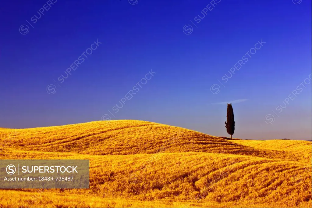 Solitary Cypress (Cupressus) in corn field near Terrapille, Pienza, Tuscany, Italy, Europe