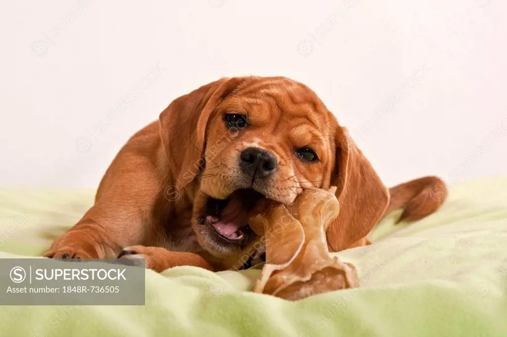 Puggle puppy chewing on a bone