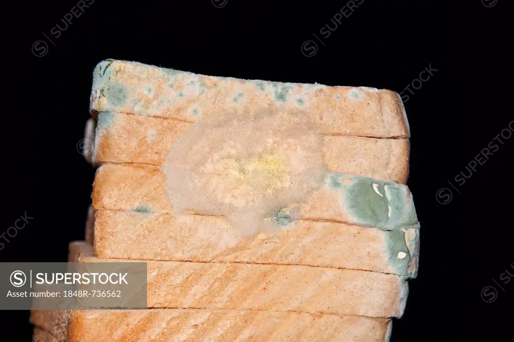 Mould, mildew, mould damage, mould cultures on toast