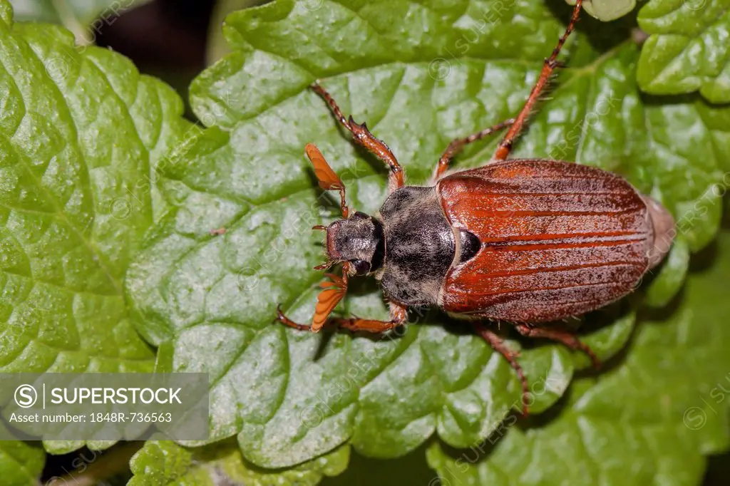 Cockchafer or May Bug (Melolontha melolontha) on a mint leaf
