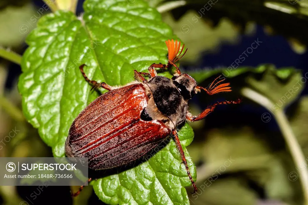 Cockchafer or May Bug (Melolontha melolontha) on a mint leaf