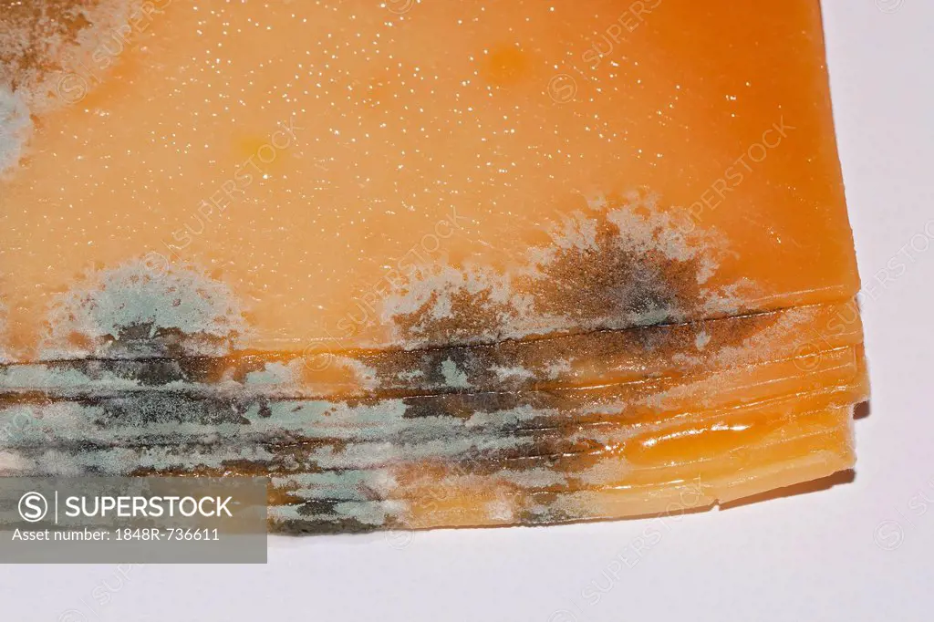 Mildew, mould cultures, spores, on slices of cheese, Irish Cheddar