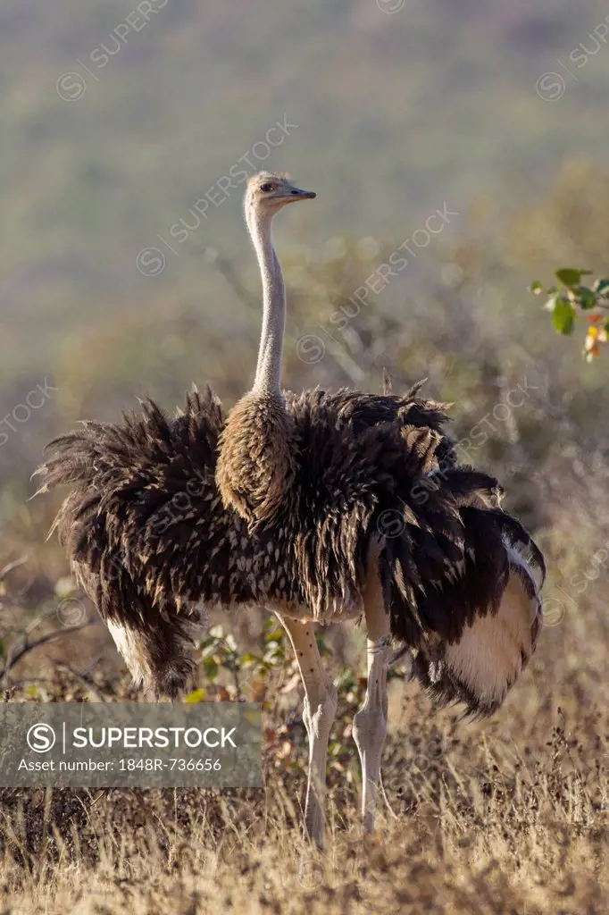 Ostrich (Struthio camelus), Etosha National Park, Namibia, Africa
