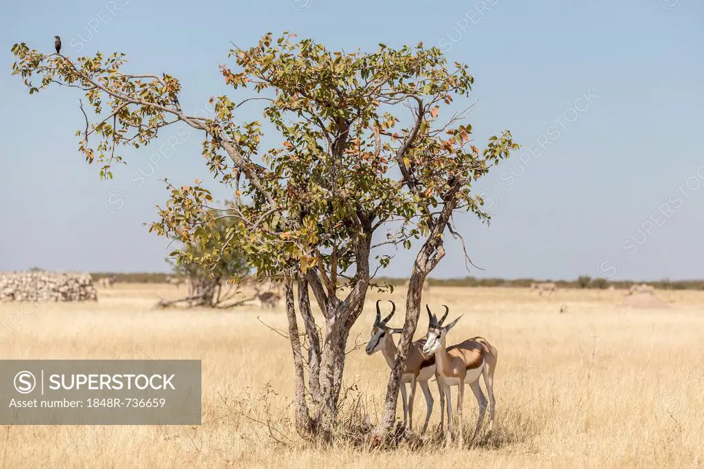 Springboks (Antidorcas marsupialis), Etosha National Park, Namibia, Africa