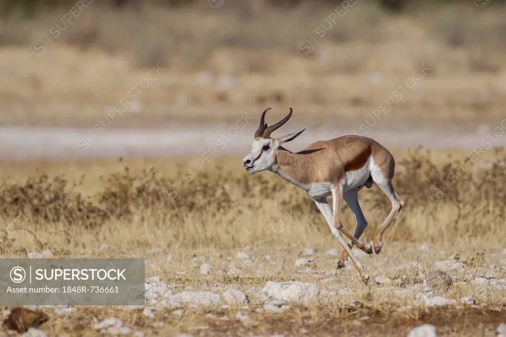 Springbok (Antidorcas marsupialis), Etosha National Park, Namibia, Africa