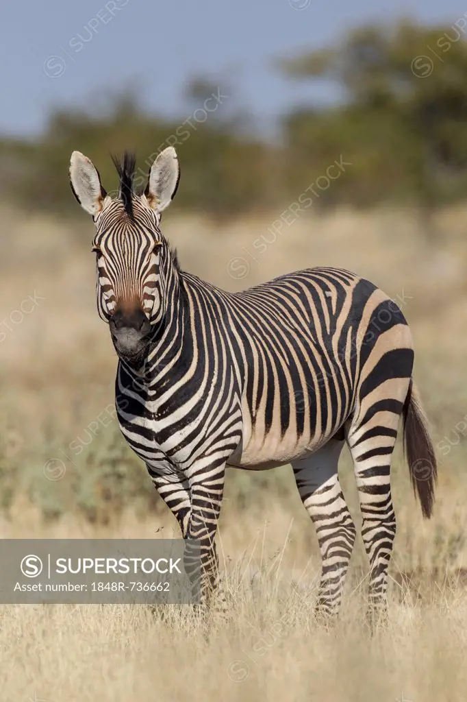 Hartmann's Mountain zebra (Equus zebra hartmannae), Etosha National Park, Namibia, Africa