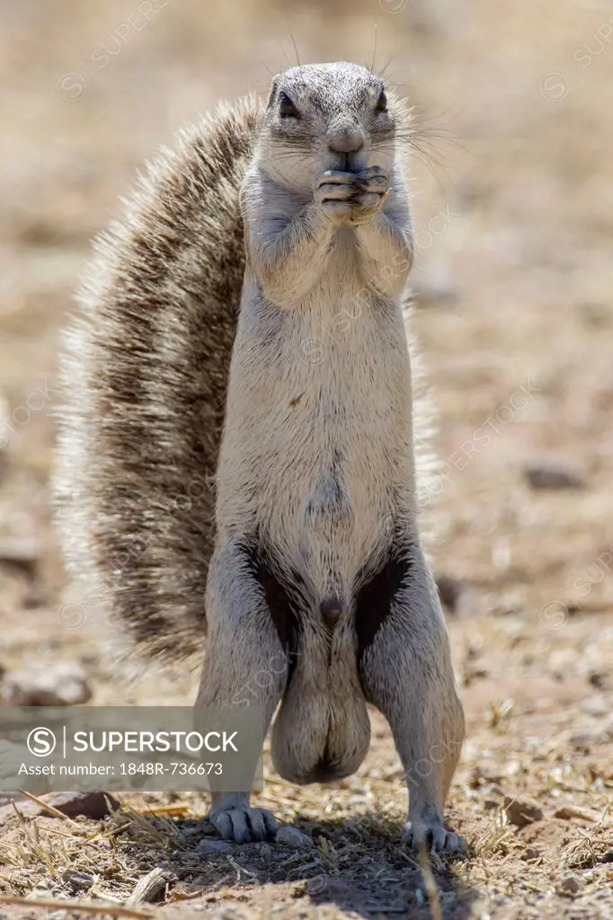 Cape ground squirrel (Xerus inauris), Etosha National Park, Namibia, Africa