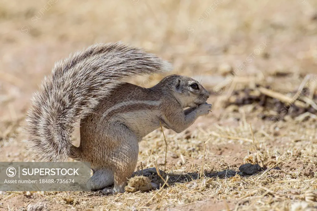 Cape ground squirrel (Xerus inauris), Etosha National Park, Namibia, Africa