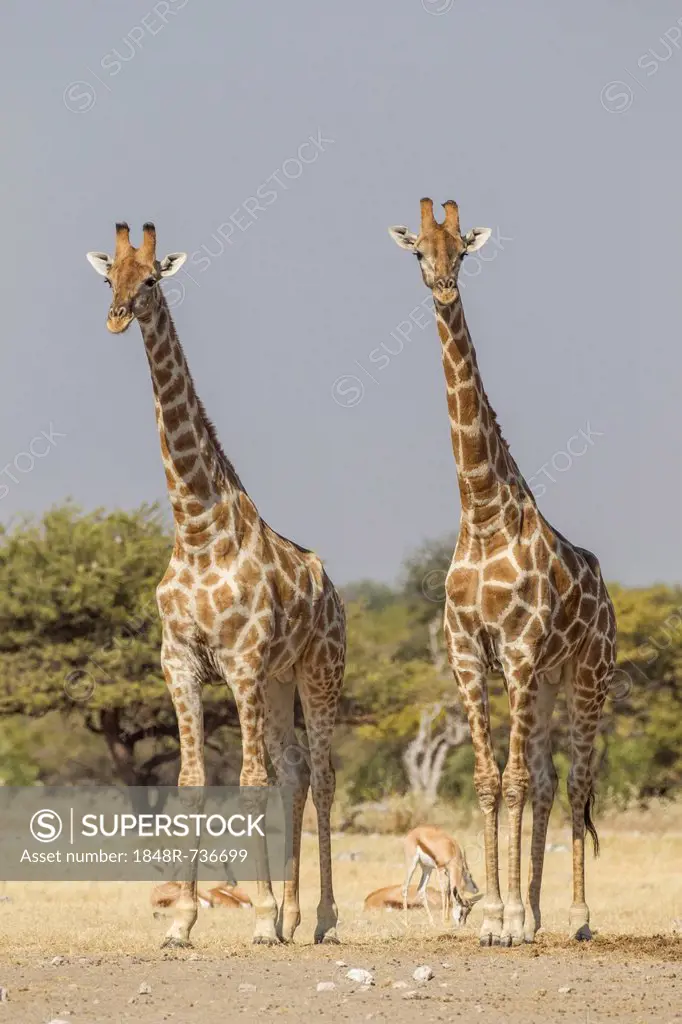 Giraffes (Giraffa camelopardalis), Etosha National Park, Namibia, Africa