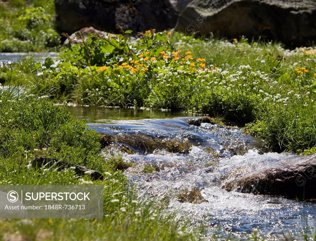 Creek flowing through alpine meadow, alpine wild flowers, near Goeschenen, Goescheneralpsee, Reusstal, Reuss valley, Canton of Uri, Switzerland, Europ...