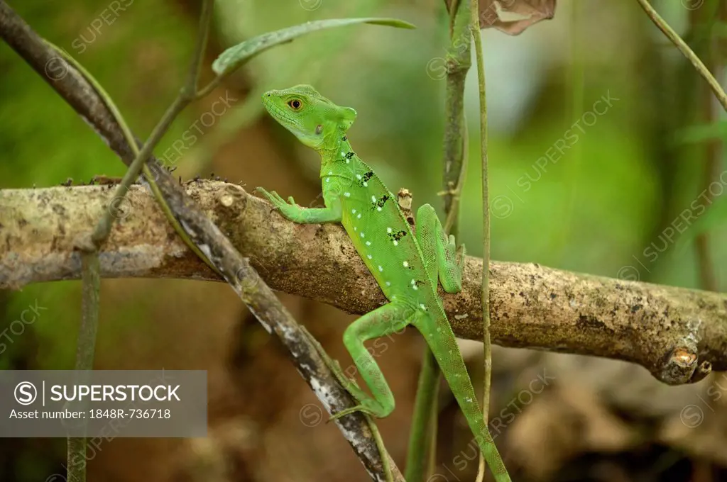 Plumed basilisk, Green basilisk, Double crested basilisk or Jesus Christ lizard (Basiliscus plumifrons), female, perched on a branch, La Fortuna, Cost...