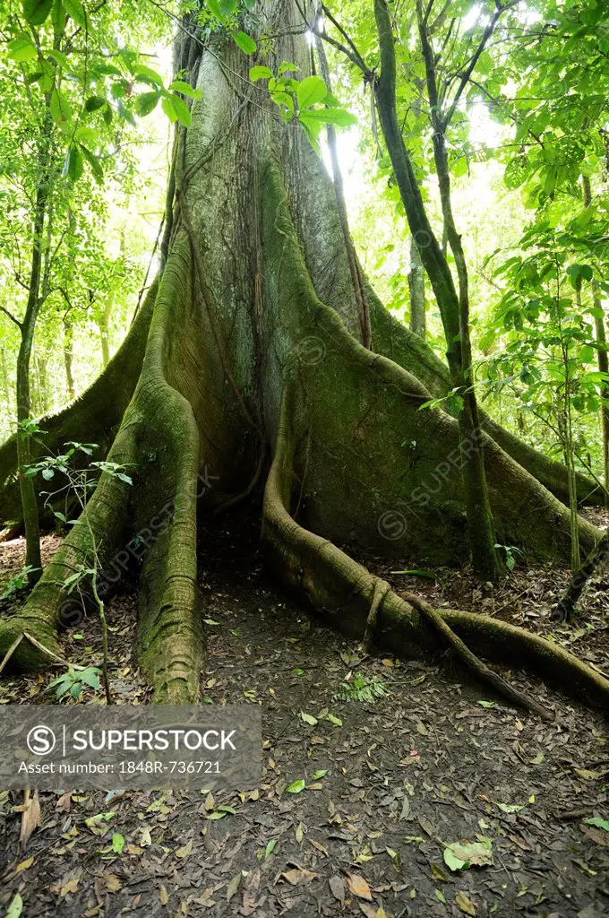 Kapok tree (Ceiba pentandra) in the tropical rain forest, Rincon de la Vieja National Park, Guanacaste, Costa Rica, Central America