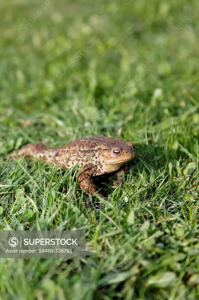Toad (Bufo bufo complex) on the grass