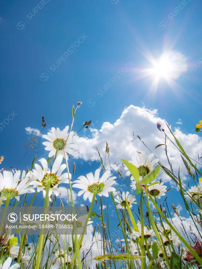 Daisies (Leucanthemum vulgare) from below, flower meadow, worm's eye view, blue summer sky with sun and rays