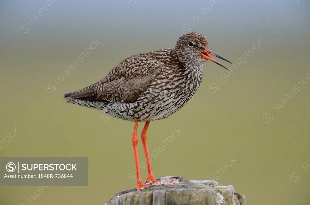 Common Redshank (Tringa totanus), perched on a post, Texel, The Netherlands, Europe