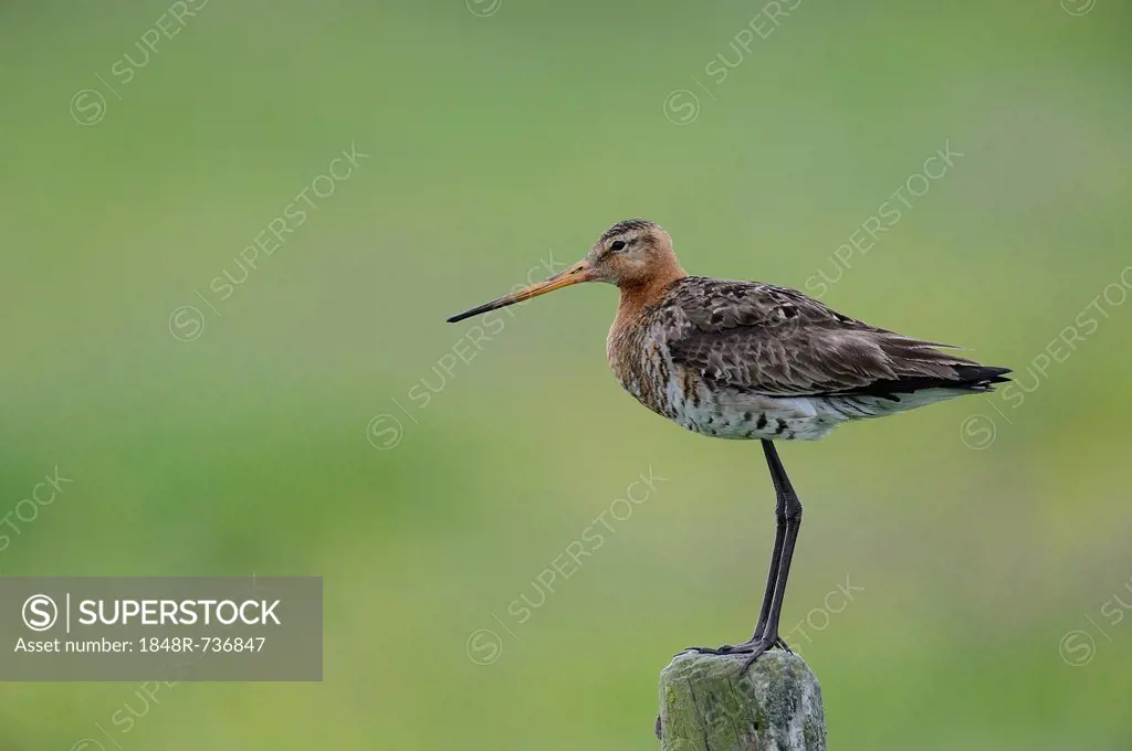Black-tailed Godwit (Limosa limosa) perched on a post, Texel, The Netherlands, Europe