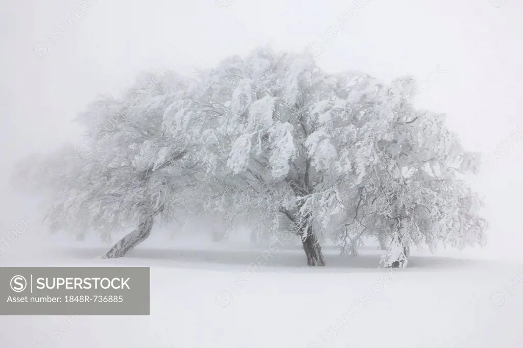 Wind-blown beech trees on snow-covered Schauinsland mountain in the Black Forest, Baden-Wuerttemberg, Germany, Europe