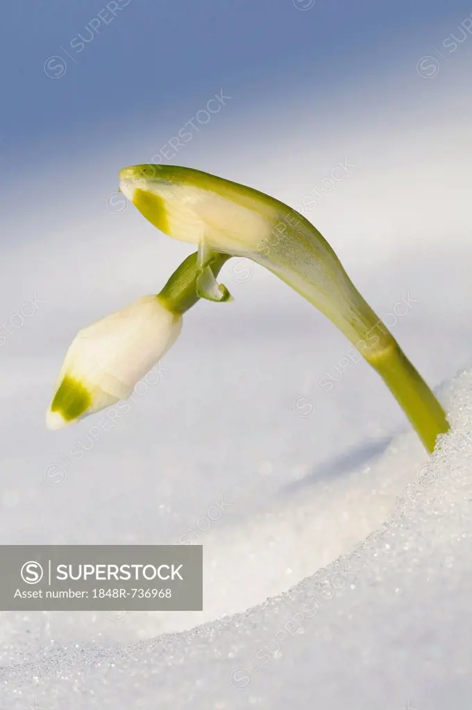 Spring Snowflake (Leucojum vernum) in the snow
