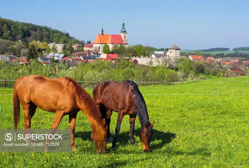 Horses, Strilky, Kromeriz district, Zlin region, Moravia, Czech Republic, Europe