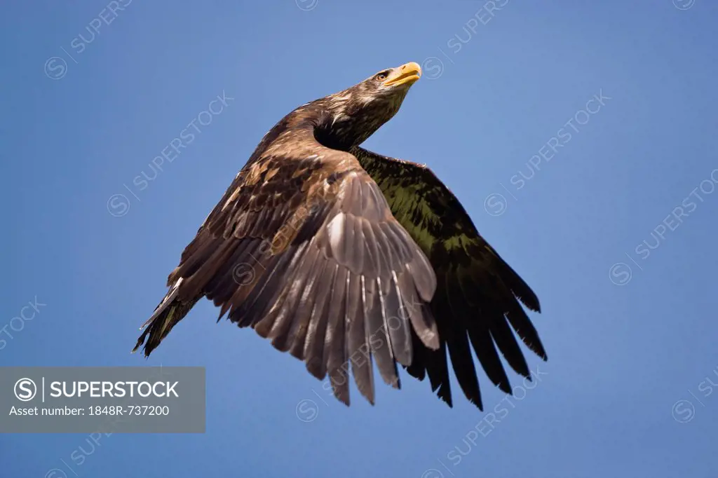 Young white-tailed eagle (Haliaeetus albicilla) in flight, Germany, Europe