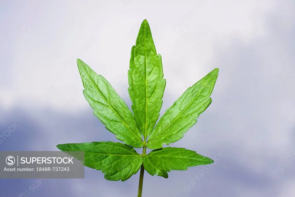 Leaf of Coralroot Bittercress (Dentaria bulbifera, Cardamine bulbifera)