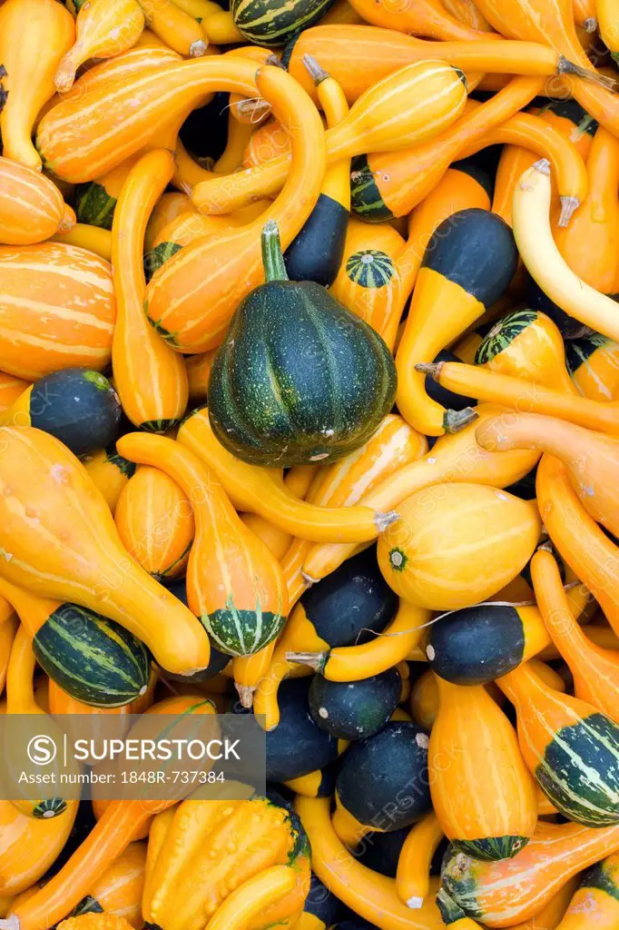 Various pumpkins