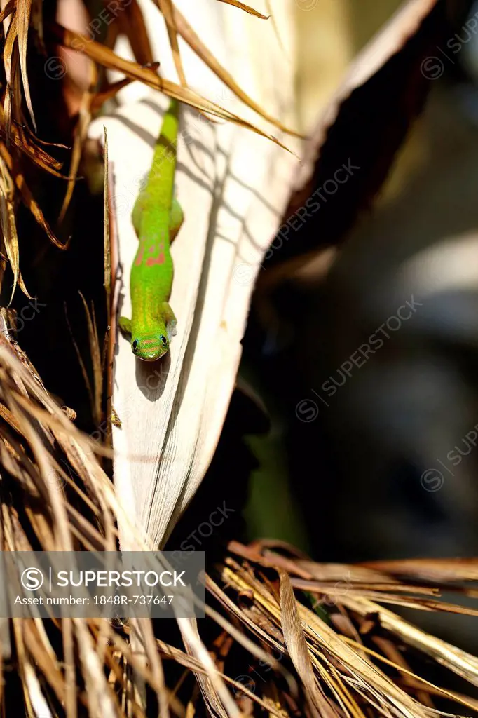Gold dust day gecko (Phelsuma laticauda laticauda) on bush, Big Island, Hawaii, USA