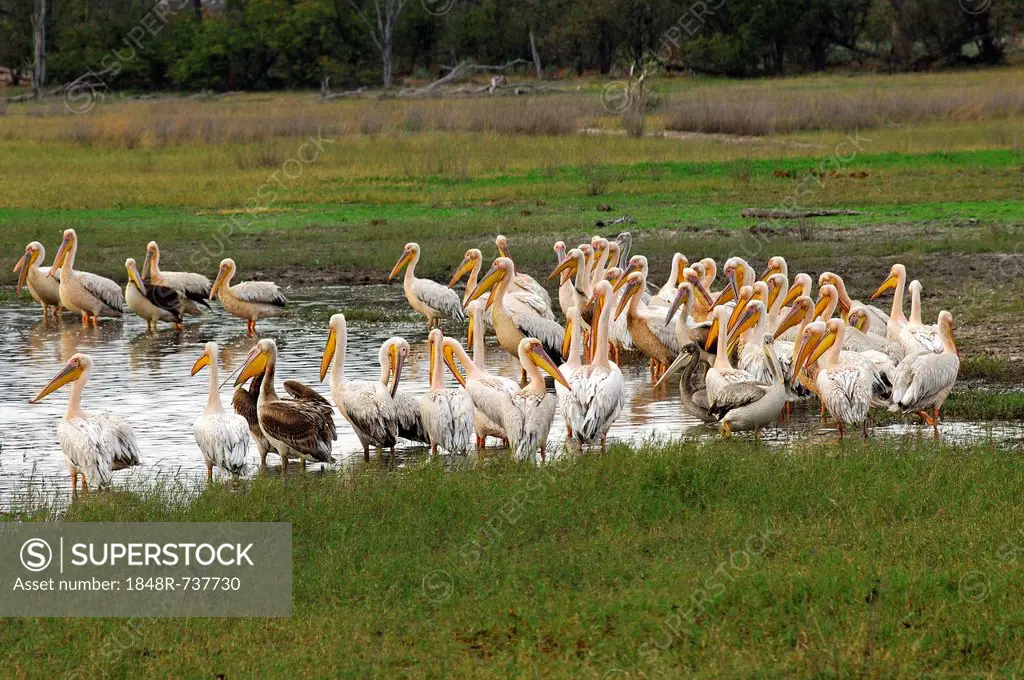 White pelicans (Pelecanus onocrotalus) on a pond in the Moremi National Park, Botswana, Africa